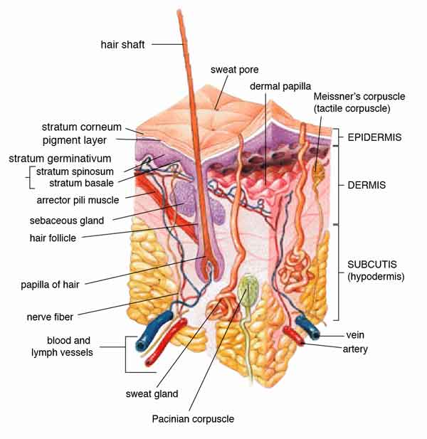 sweat glands in the human skin